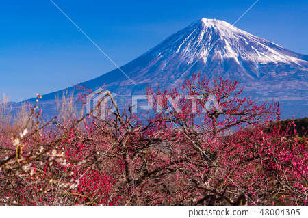 静冈县 岩本山公园和富士山的李子 图库照片