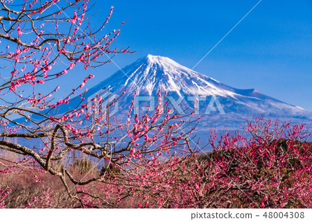 （靜岡縣）岩本山公園和富士山的李子 48004308