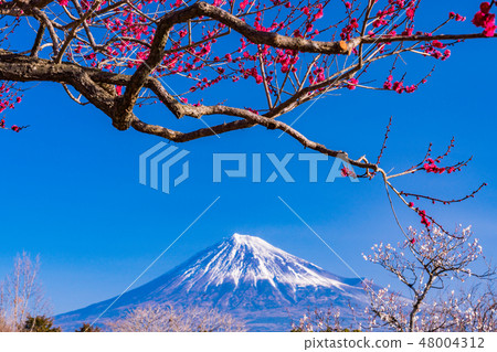 靜岡縣 岩本山公園和富士山的李子 照片素材 圖片 圖庫