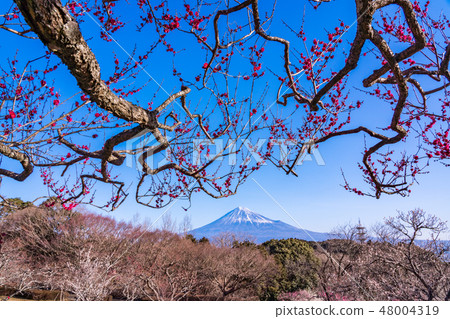 (Shizuoka Prefecture) Plums of Iwamotoyama Park and Mt. Fuji (Shizuoka Prefecture) Plums of Iwamotoyama Park and Mt. Fuji 48004319