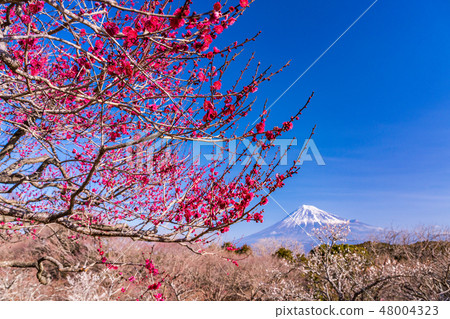 (Shizuoka Prefecture) Plums of Iwamotoyama Park and Mt. Fuji 48004323