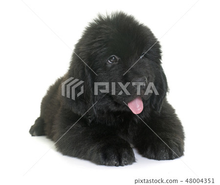 puppy newfoundland dog puppy newfoundland dog 48004351