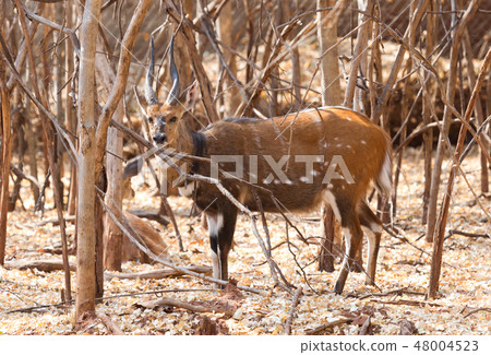 The imbabala or Cape bushbuck The imbabala or Cape bushbuck 48004523