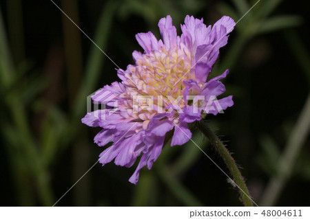Beautiful knautia arvensis is growing on a green meadow. 48004611