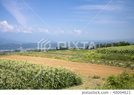 A sunflower of Akeno 48004621