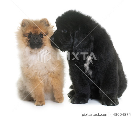 puppy newfoundland dog and spitz 48004874