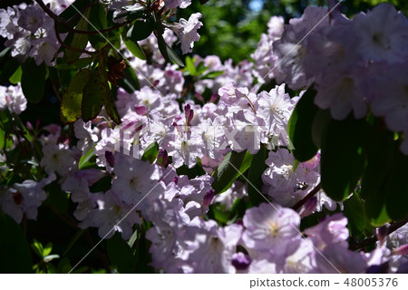 杜鵑 杜鵑 48005376