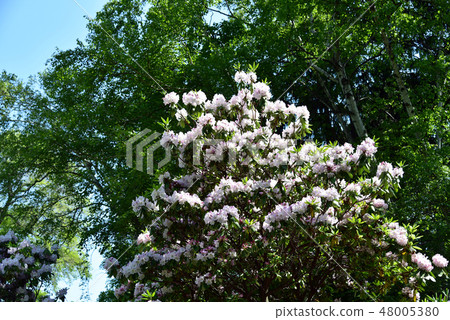 Rhododendron 48005380