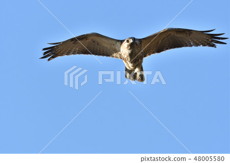 Flight of snout Flight of snout 48005580
