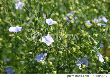 亞麻花 亞麻花 48005657
