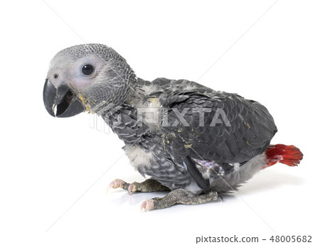 baby gray parrot baby gray parrot 48005682