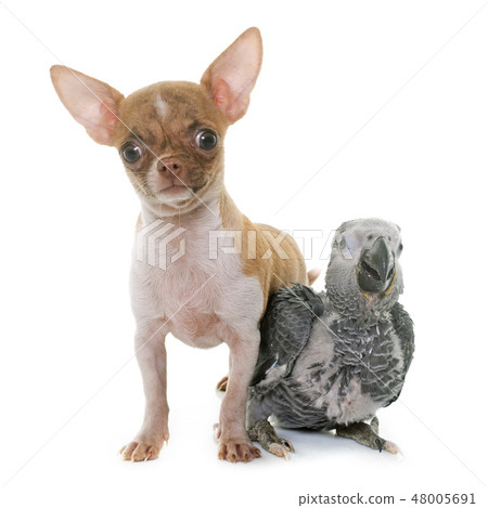 baby gray parrot and puppy chihuahua 48005691