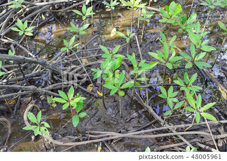 Mangrove forest in Trad province, Thailand. 48005961