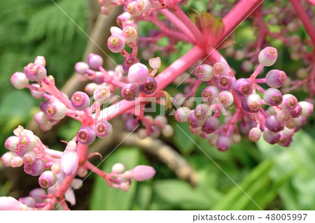 Medinira · Spekiosa Buds of flowers 48005997