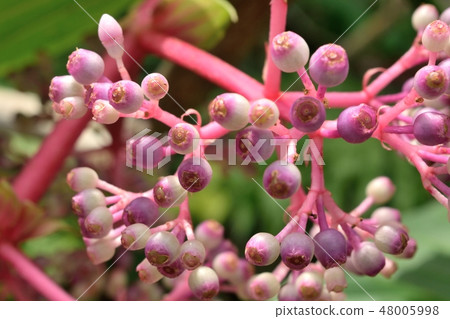 Medinira·Spekiosa花蕾 Medinira·Spekiosa花蕾 48005998