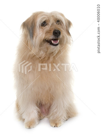 pyrenean shepherd in studio pyrenean shepherd in studio 48006010