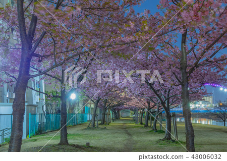 晚上河津櫻花[江戶川區平井市] 48006032