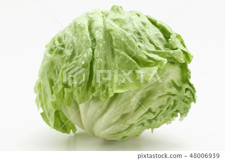 lettuce lettuce 48006939
