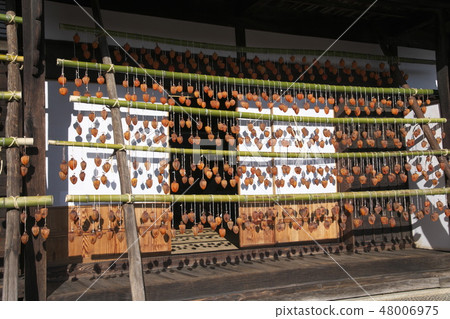 Late autumn licorice house 48006975