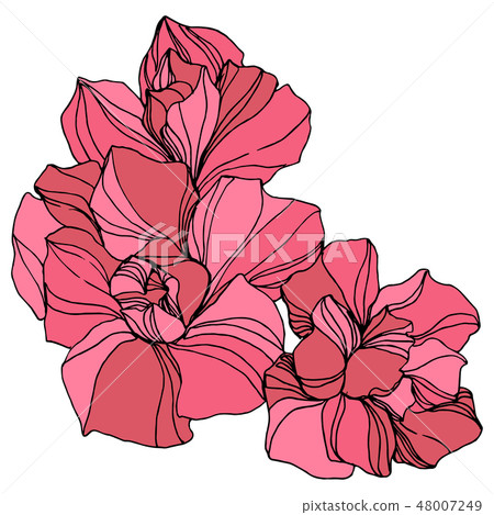 Vector Jungle botanical succulent flower. Engraved ink art illustration. Isolated succulents Vector Jungle botanical succulent flower. Engraved ink art illustration. Isolated succulents 48007249