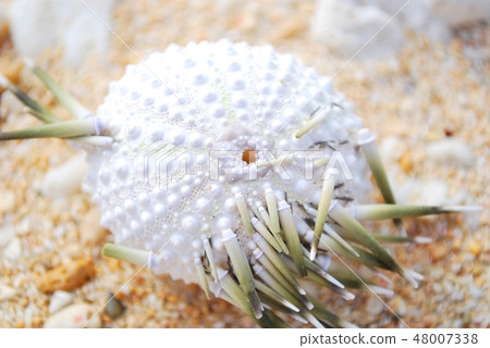 Sea urchin shell with thorn Sea urchin shell with thorn 48007338