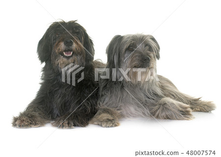 pyrenean shepherds in studio 48007574
