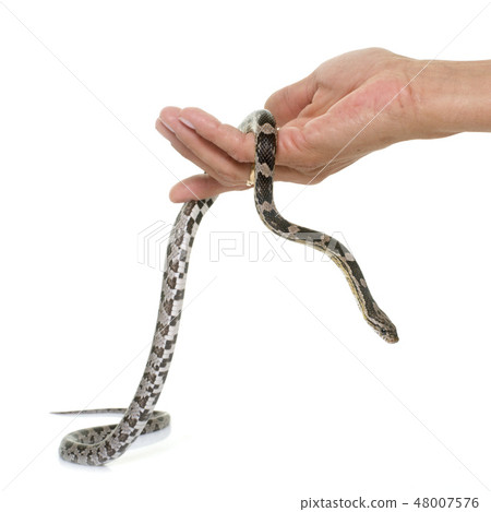 corn snake in studio 48007576