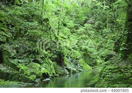 Native forest and river 48007805