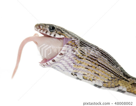 corn snake eating mouse 48008002
