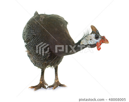 guinea fowl in studio 48008005