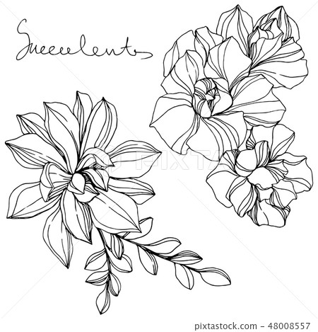 Vector Jungle botanical succulent flower. Black and white engraved ink art. Isolated succulents Vector Jungle botanical succulent flower. Black and white engraved ink art. Isolated succulents 48008557