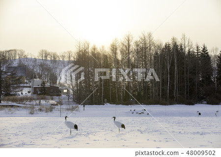 Cranberries taking the sunrise 48009502