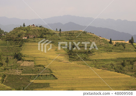 The yellow green Longsheng Rice Terraces Dragon's Backbone also known as Longji Rice Terraces The yellow green Longsheng Rice Terraces Dragon's Backbone also known as Longji Rice Terraces 48009508
