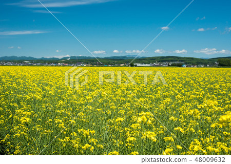 Rape flower field in full bloom 48009632