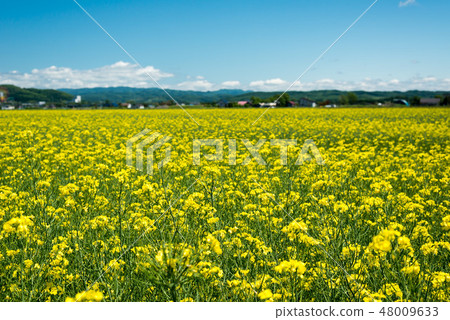 Rape flower field in full bloom 48009633