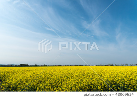 Rape flower field in full bloom 48009634