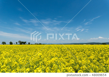 Rape flower field in full bloom Rape flower field in full bloom 48009654