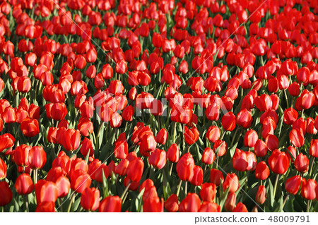 Beautiful red tulips glowing on sunlight Beautiful red tulips glowing on sunlight 48009791