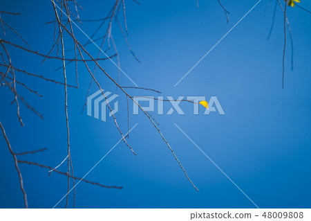 Sky and branches tree in winter Sky and branches tree in winter 48009808
