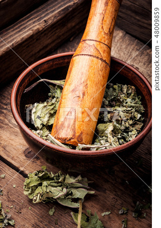 Healing dry foliage coltsfoot Healing dry foliage coltsfoot 48009859