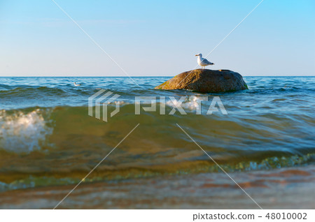 lonely Seagull on a stone 48010002