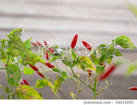 Red and green guinea-pepper on brach 48010095