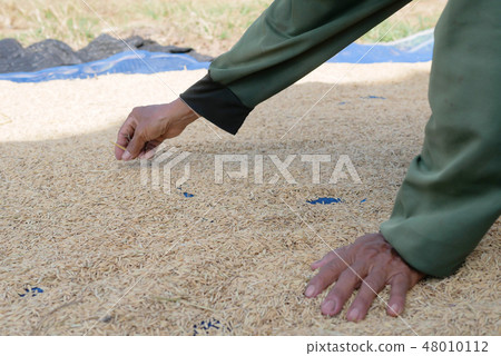 Hand women collecting garbage in dry paddy with su 48010112