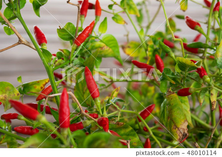 guinea-pepper or bird Chilli on barch with green l 48010114