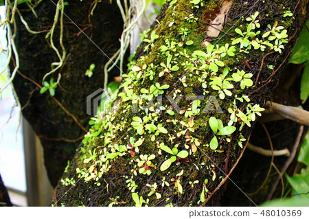 Buds sprouting on moss Buds sprouting on moss 48010369
