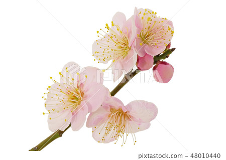 梅花(深度合成) 梅花(深度合成) 48010440