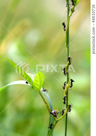 螞蟻和Jean duimul 螞蟻和Jean duimul 48010716