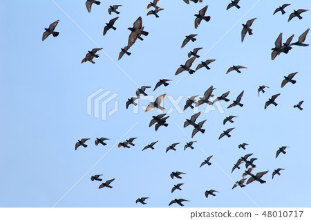 Pigeons flying against clear blue sky 48010717