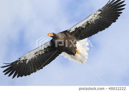 Steller's sea-eagle fly to Shiretoko Peninsula 48012222
