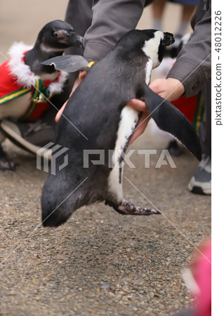 Photo material: Cape Penguin 48012226